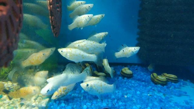 Белые молли в РЫБятах