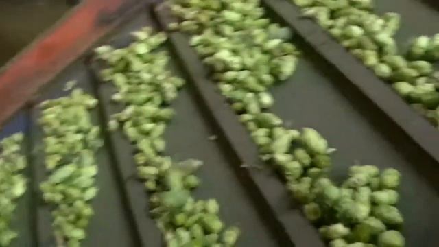 Een kijkje op een hopkwekerij смотреть онлайн