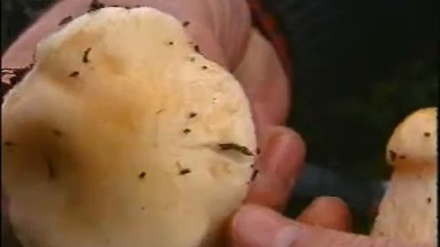 a55 Hygrophorus gliocyclus смотреть онлайн