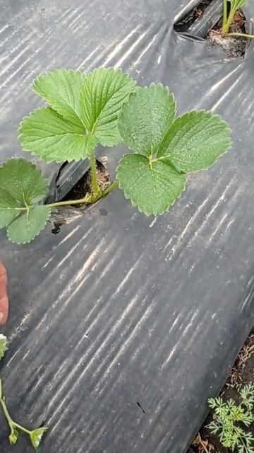 #мордовия #москва #саженцы #саранск #касета #россия #клубника #копанка #началосезона #огород смотреть онлайн