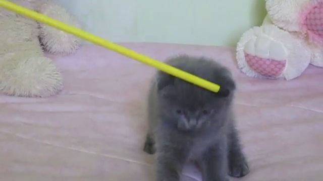 Голубой вислоухий смотреть онлайн