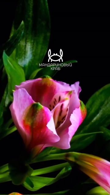 19 декабря в Тольятти! смотреть онлайн