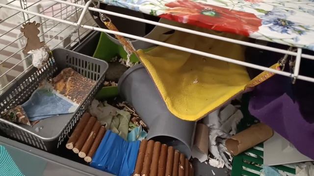 Уборка в клетке у всех мальчиков - крысиков. смотреть онлайн