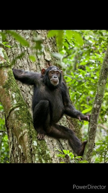 Some Interesting Facts about chimpanzee смотреть онлайн