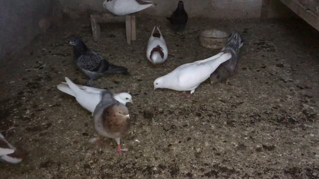 Бакинские голуби , кормление 🕊 смотреть онлайн