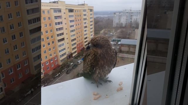 Коршун прилетает смотреть онлайн