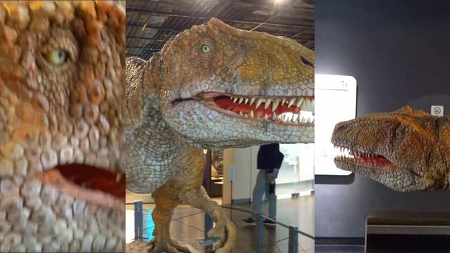 🎵Fukuiraptor🦖フクイラプトルver.2分37秒 смотреть онлайн