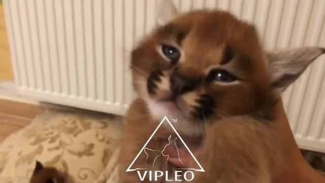 Каракеты Ф1 - 75%. CARACAT F1.