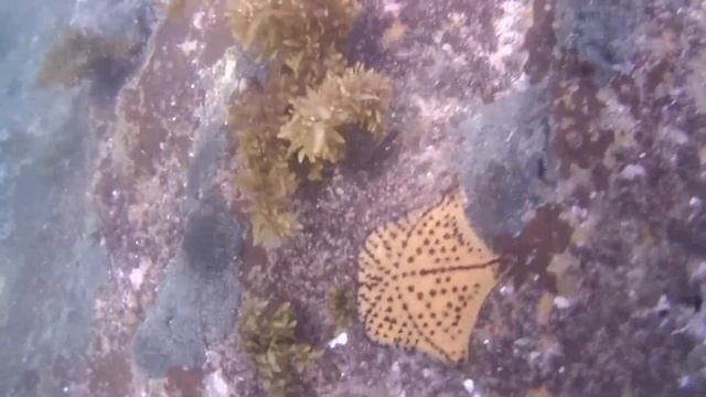 Galapagos Chocolate Chip Sea Star смотреть онлайн