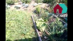 ВЫРАЩИВАНИЕ ПЕКИНСКОЙ КАПУСТЫ НА УРАЛЕ