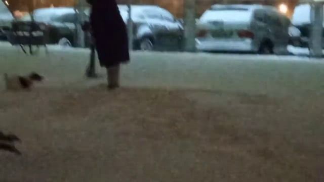 гуляю со своей собакой смотреть онлайн