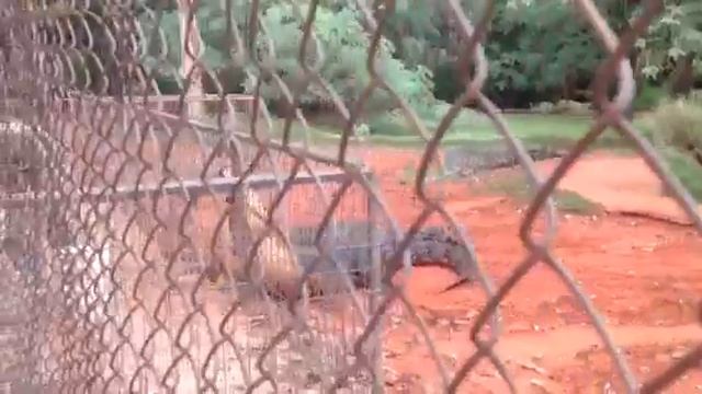 Crocodiles in Australia смотреть онлайн