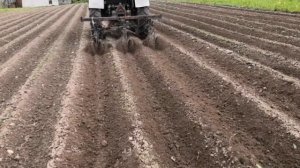 Прополка Картофеля Ежами