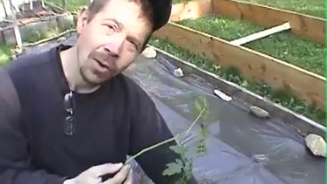How To Plant & Grow Tomatoes - GardenFork смотреть онлайн