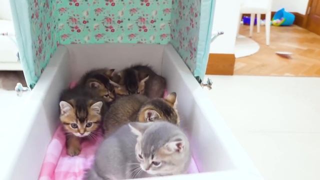 Макс продаёт котят смотреть онлайн