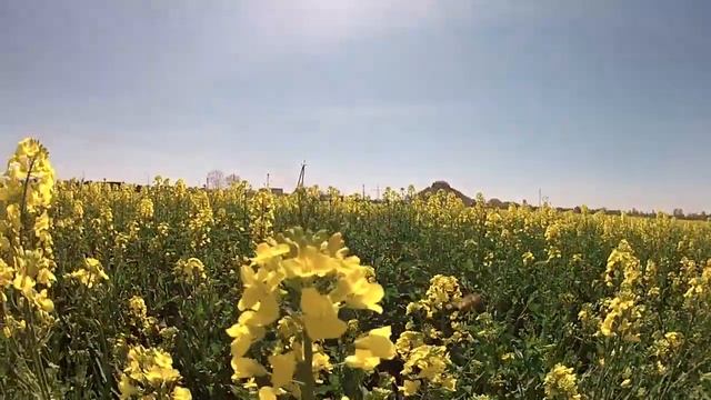 Мукачівські бджілки за роботою смотреть онлайн