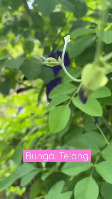 Bunga Telang Anti Oksidan Tinggi Dan Pewarna Alami
