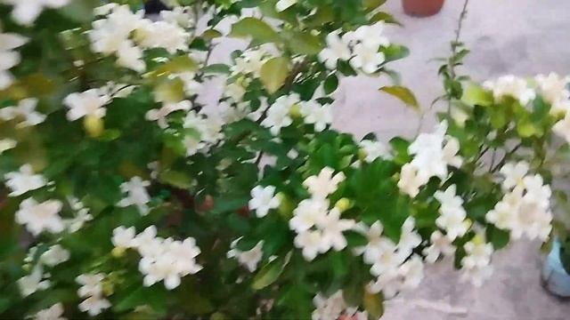My Orange Jasmine plant смотреть онлайн