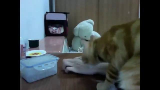 УБОЙНЫЕ КОТАНЫ ОГОНЬ ДО КОНЦА 2016 смотреть онлайн