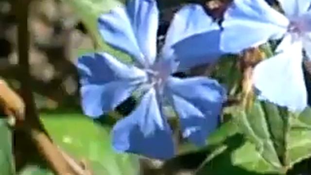 Ahflower 3 ! : El protagonista es: Cerato FLORES DE BACH HACIA BIOCULTURA 2008 смотреть онлайн
