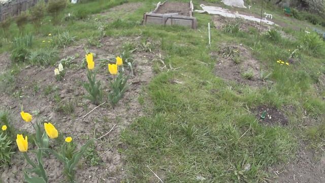 01389 Казань. В саду у Курмашевой Танзили Ахметгареевны. 21 мая 2017 г смотреть онлайн