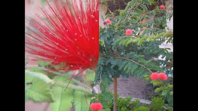 Calliandra Haematocephala (Red Powderpuff)