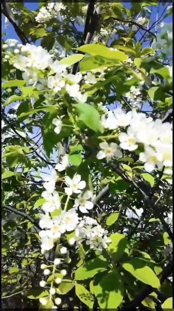 Черёмуха смотреть онлайн