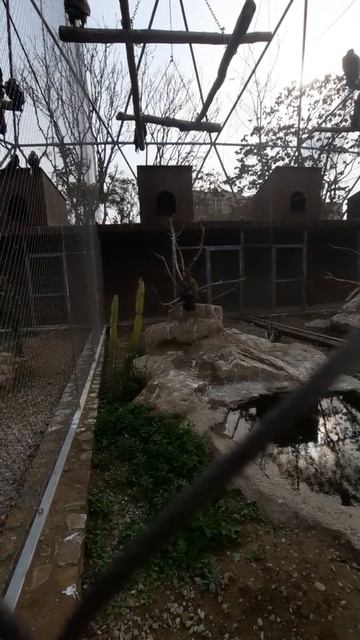 Qartal, Bakı Zooloji Park ( mutleq izleyin ) смотреть онлайн