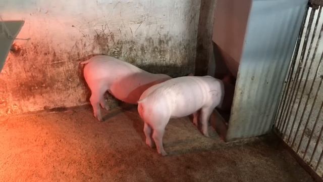 ШАЛЕНІ ЦІНИ на ПОРОСЯТ, базар ТРІЩИТЬ