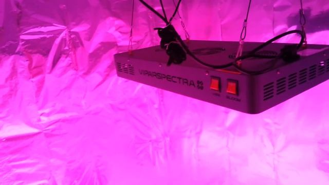 21+only..Viparspectra 900w vs apollo 4 grow light comparison part 2 смотреть онлайн