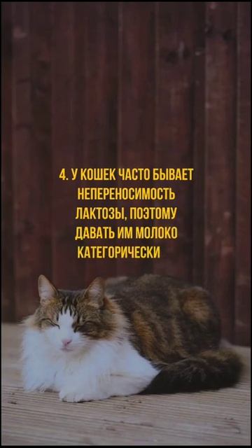 7 забавных фактах о котах #факты #shorts #интересныефакты #коты #кошки #фактыокотах смотреть онлайн