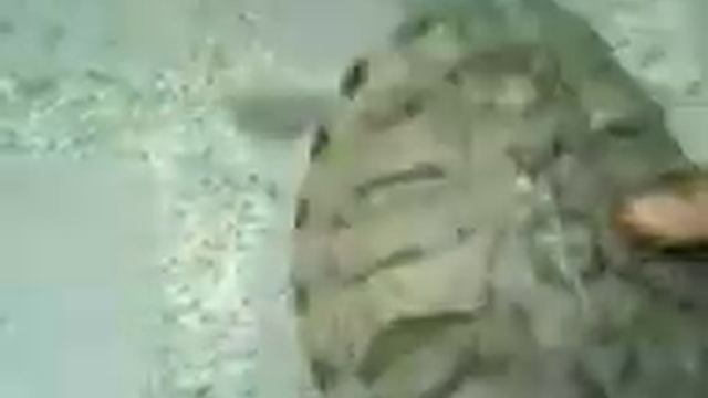 trachemys scripta elegans adulta смотреть онлайн