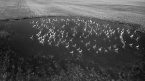 Шикарное открытие весенней охоты на гуся в Татарстане 2024!!! Часть 2