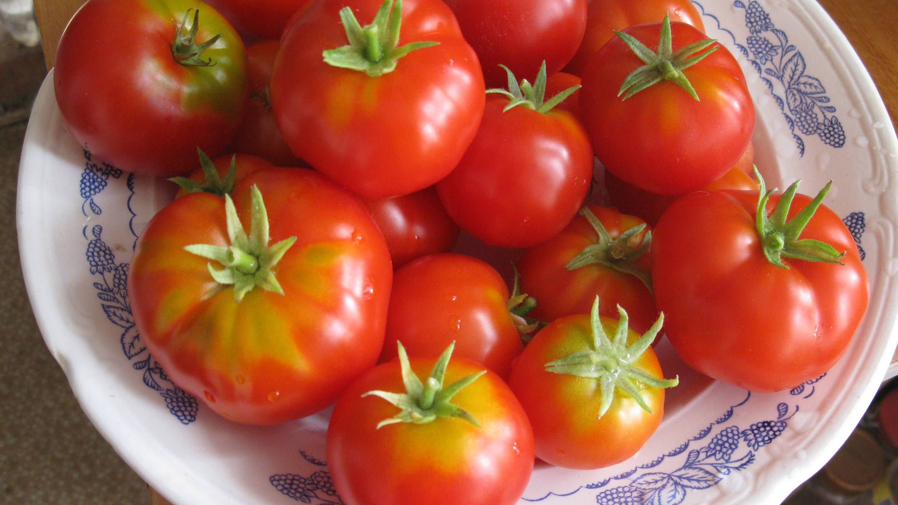 Домашние помидоры. Помидоры. На окне. Круглый год. Урожай на окне. Помидоры черри. Помидорки. Мини смотреть онлайн