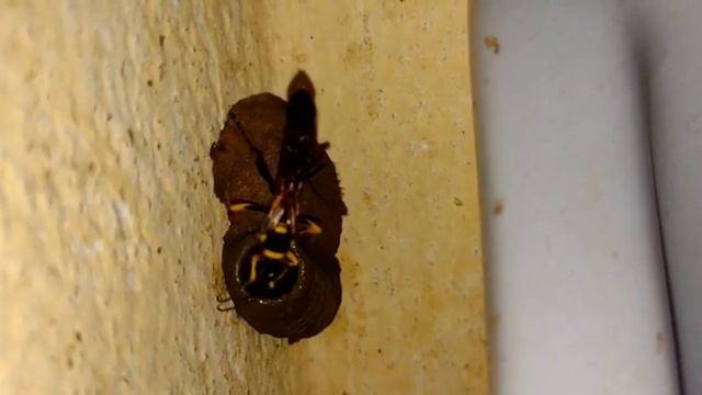 VESPA SCELIPHRON CAEMENTARIUM CONSTRUINDO SUA CASA E COLOCANDO ALIMENTOS. смотреть онлайн