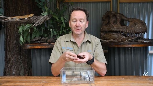 Giant Burrowing Roach facts with Keeper Dave. Discovering With Keeper Dave Worlds largest Cockroach смотреть онлайн