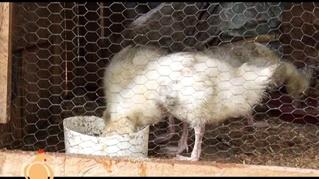 Keeping Ornamental birds for business - Runyenjes Part 1 смотреть онлайн