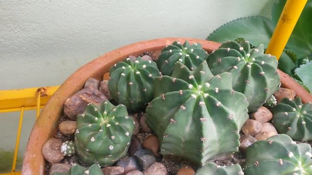 Cactos e Suculentas : Botão da Stapelia hirsuta se abrindo - Parte 3/3 смотреть онлайн