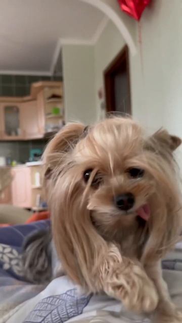 Смешная собака. Йорк. смотреть онлайн