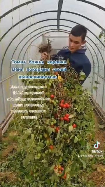 Томатное дерево! Оговорился! На видео 1 куст томата💥#садоводство #рассада #томаты #моядача смотреть онлайн