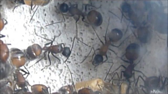 Camponotus xiangban смотреть онлайн