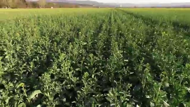 Рапица от RAPOOL