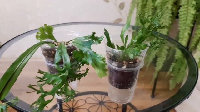 Если вы хотели бы приобрести растение. смотреть онлайн