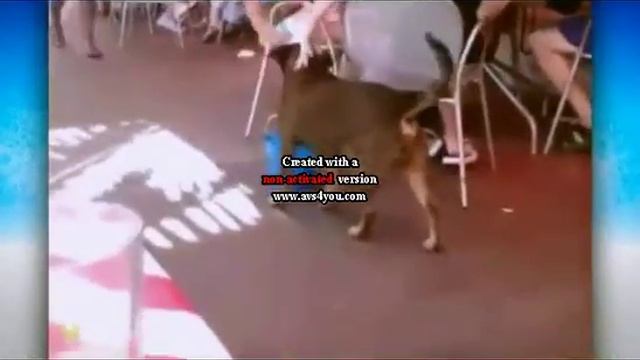 Бременские коты 1 смотреть онлайн