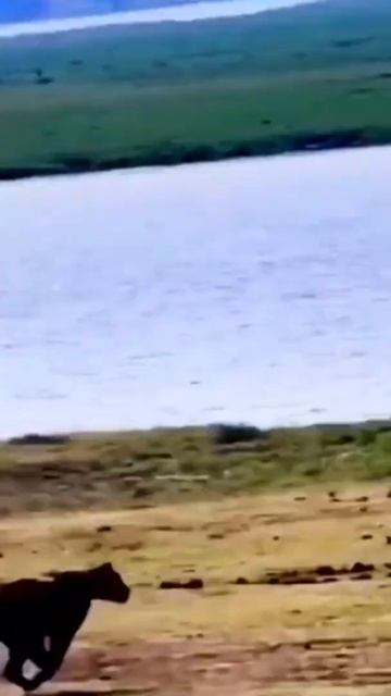 The antelope run away from the lion's pursuit #shorts смотреть онлайн