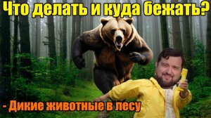 Как избежать встречи с диким зверем и что делать при встрече в лесу?