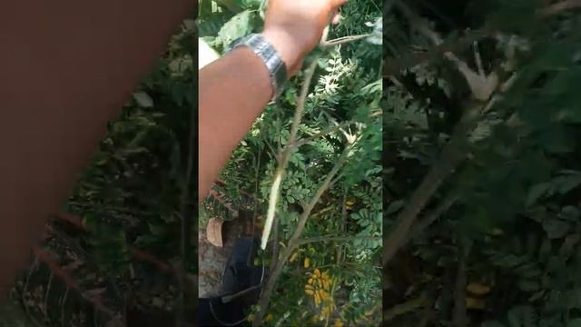 Le Moringa смотреть онлайн