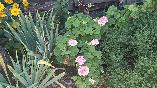 Учусь делать поделки для сада своими руками смотреть онлайн