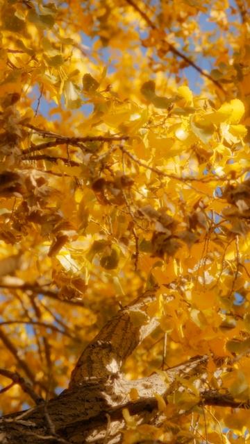 Yellow Maple Trees смотреть онлайн