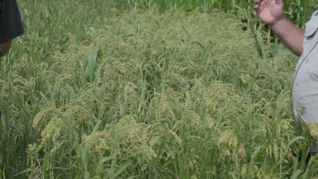 Proso Millet